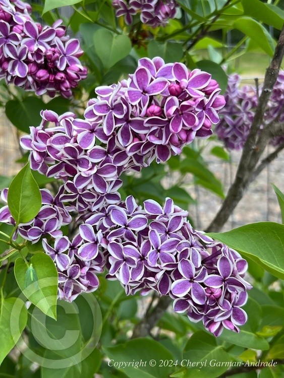 Old Fashioned Lilac