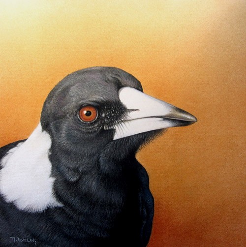 Australian Magpie