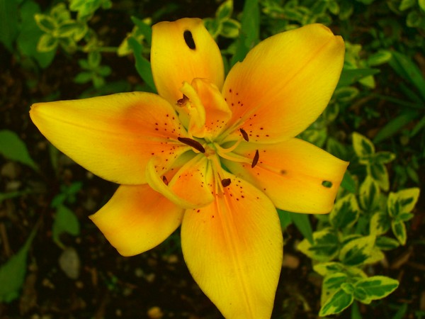 Imperfect Beauty