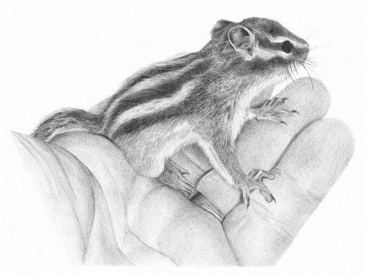 Tiny Chipmunk