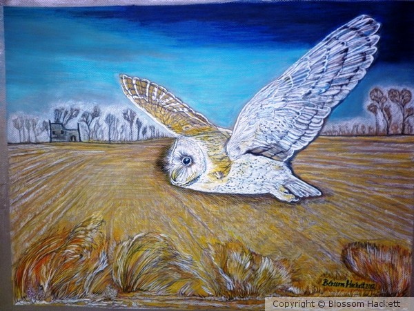 White-breasted Barn owl.