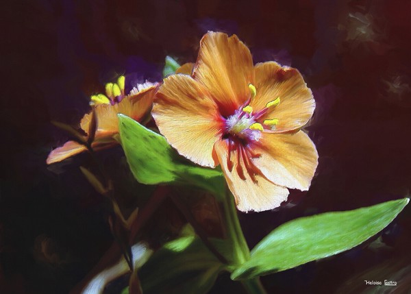 HC0055