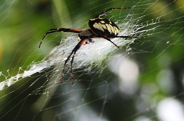 gaeden spider