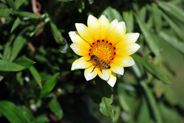 Nikon_07052009_3827