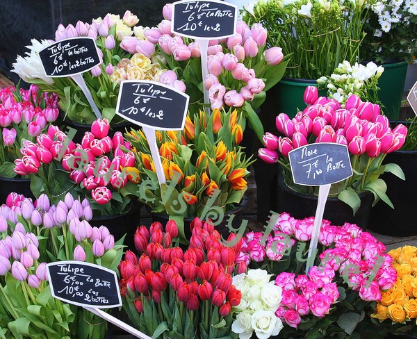 Flowers for Sale in Avignon