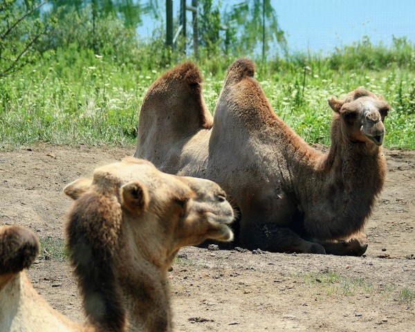 Bactrian Camels