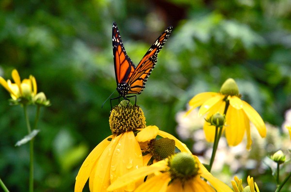 Perching Yellow Monarch