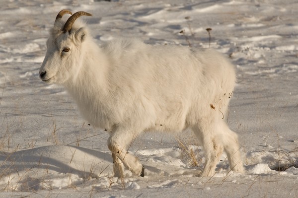 Dall Sheep