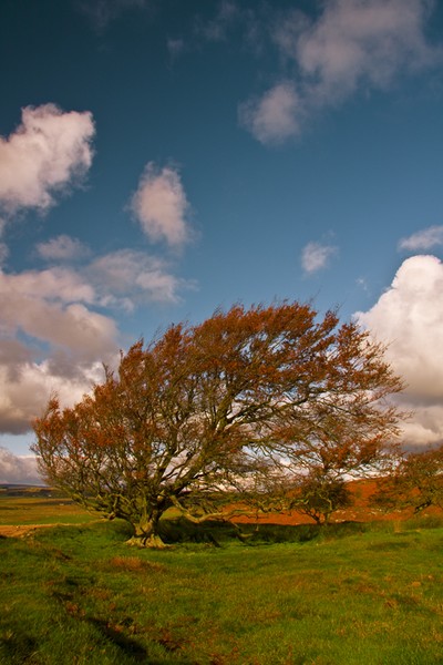 Northumberland Tree