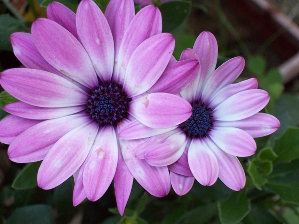 Double Beauty