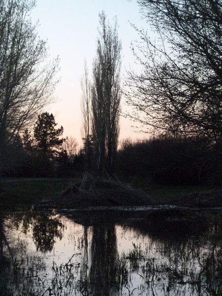 Tree farm
