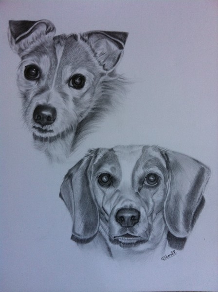 Pencil Portrait of Winston and Coco