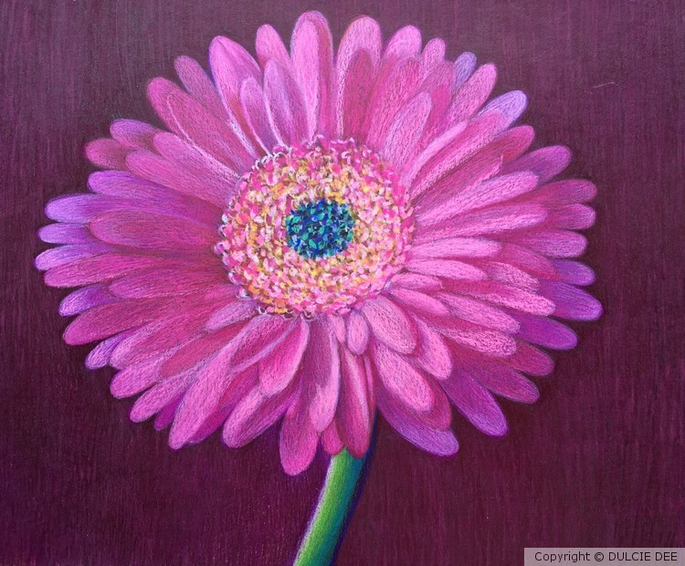 PINK GERBERA DAISY