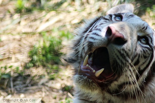 White Tiger