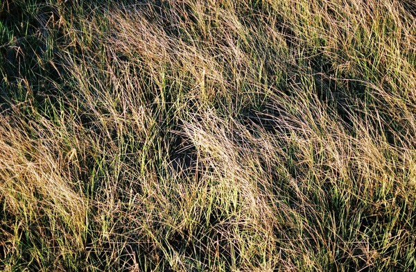 Grass Abstraction