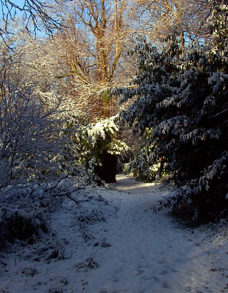 winterwoods04