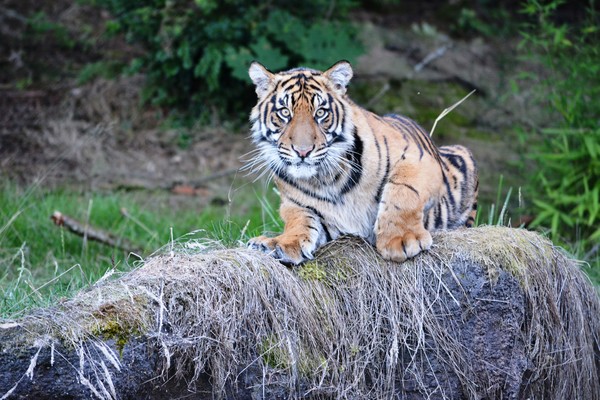 Tiger!