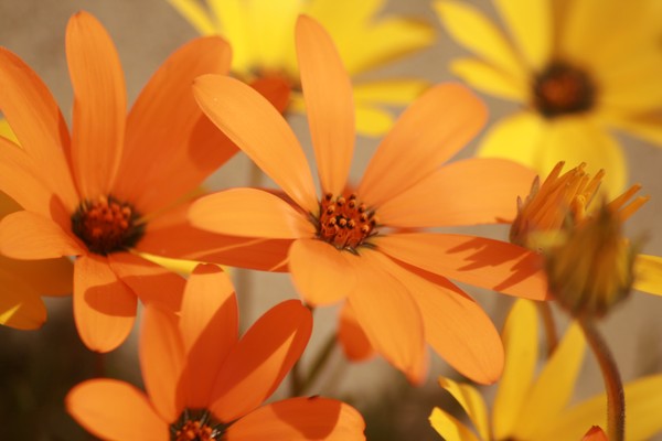 spring daisies