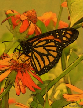 Yellow butterfly