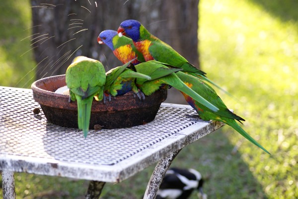 Lorikeets