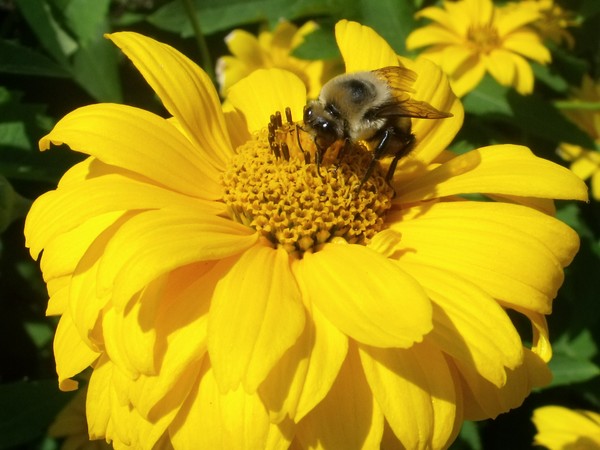 Bee 