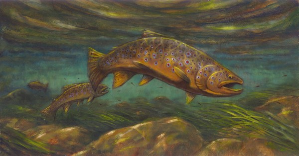 Provo River Brown Trout