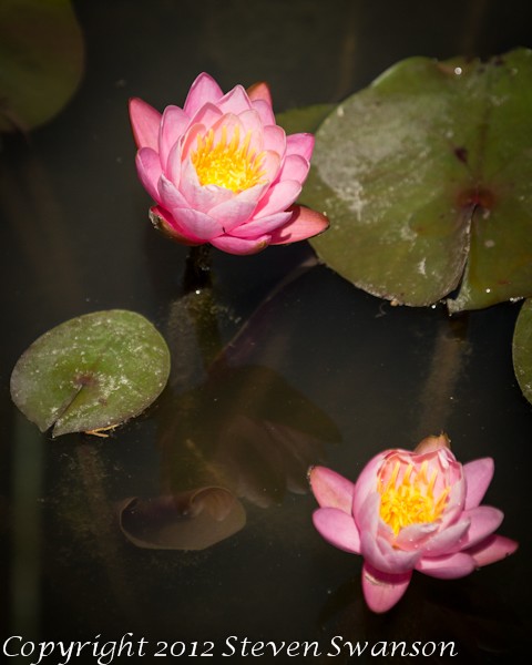 Waterlilies