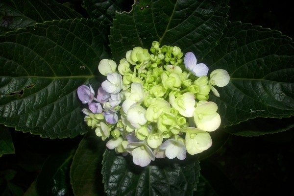 Blue Hydrangea