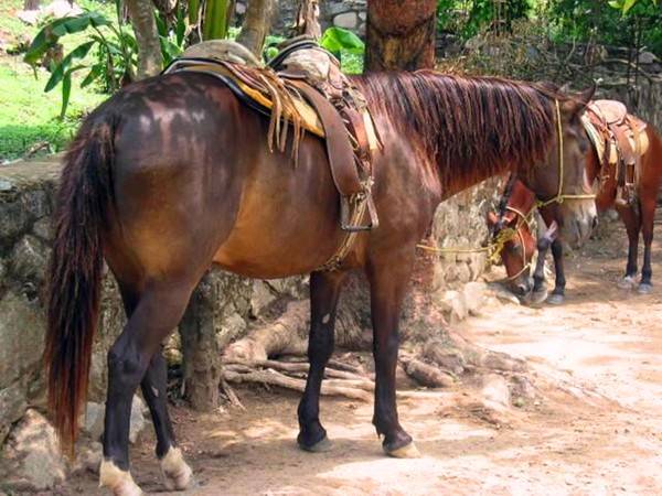 Horse