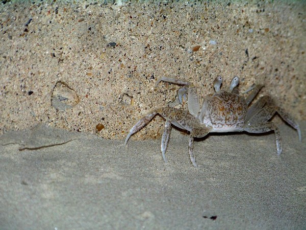 Crab