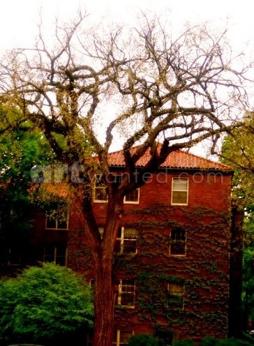 Vines