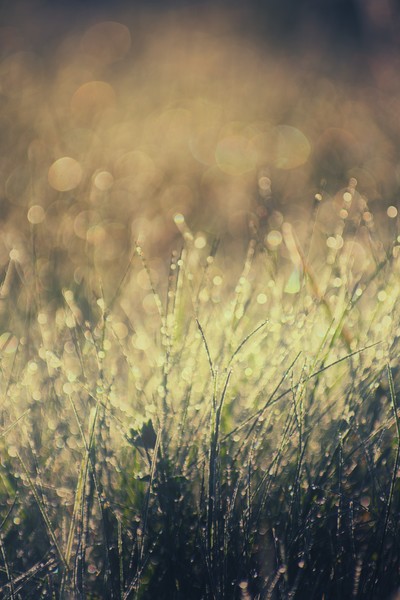 morning dew