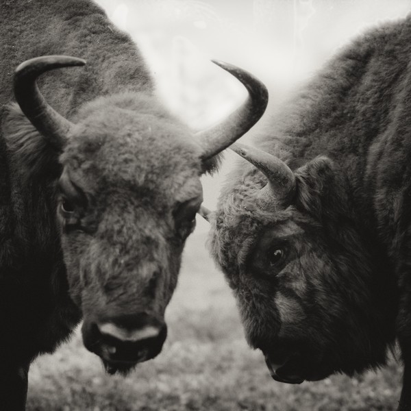 Bison 4
