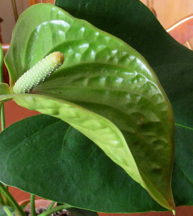 ANTHURIUM