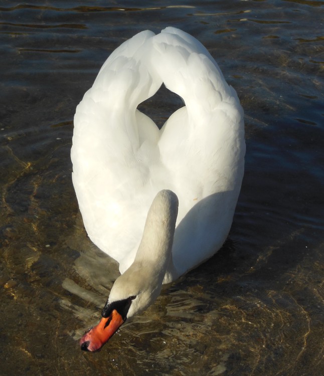 SWAN