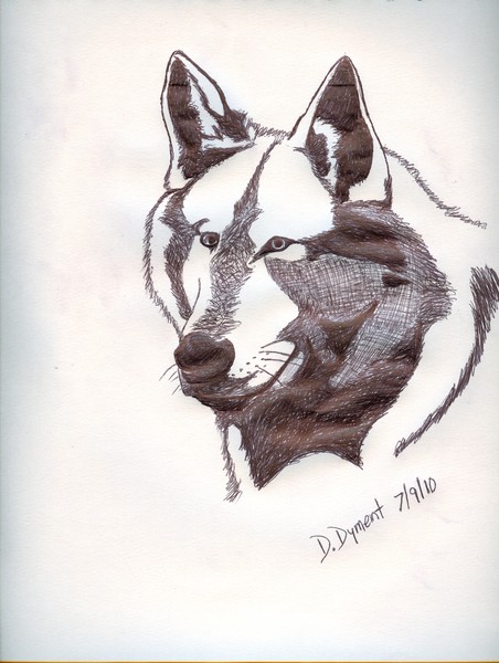 Gray Wolf