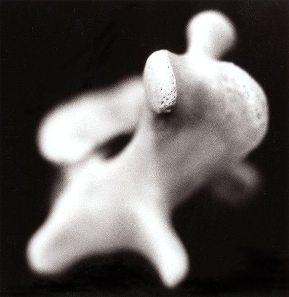 BONE DOG