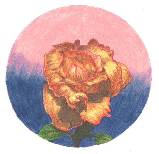 Gold Rose