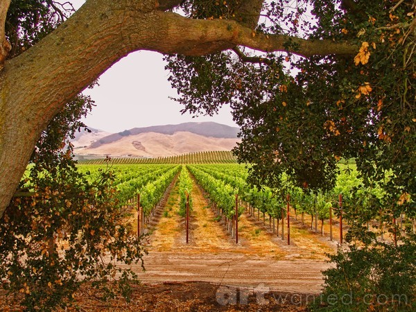 California Vineyard