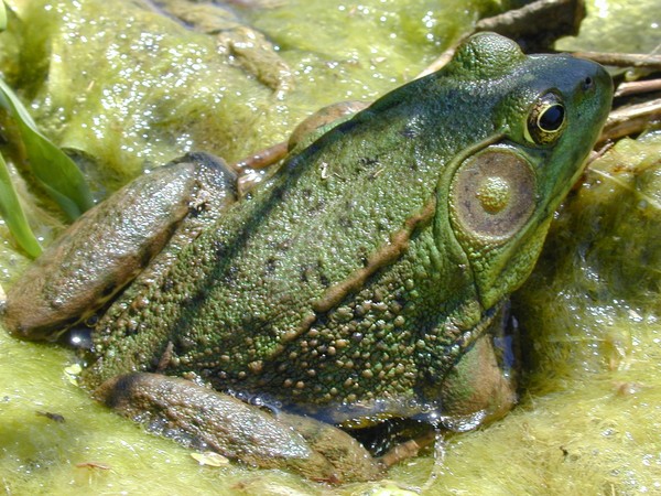A Basking Case!!!!!!!!!!!!