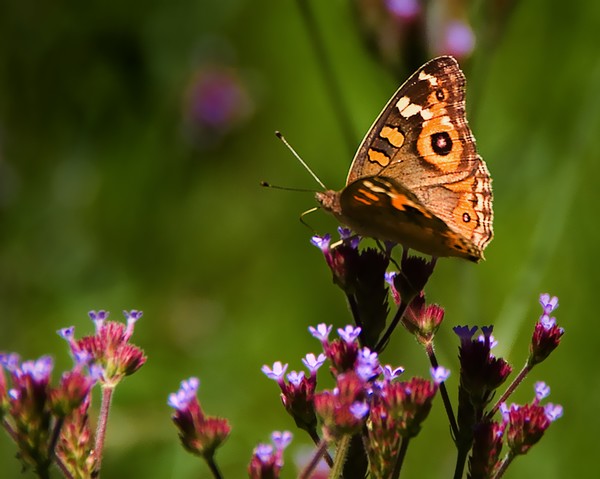 Butterfly 01