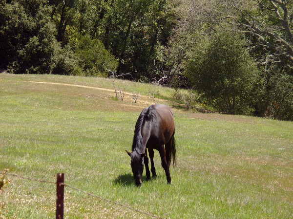 Equus pascebantur A