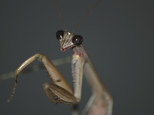 Mantis
