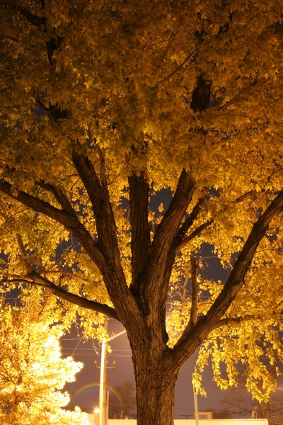 Autumn Tree