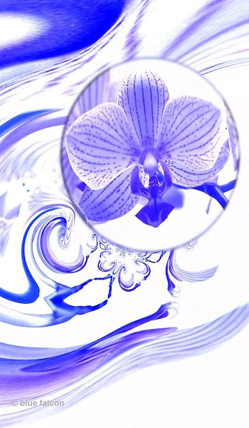 special orchidee