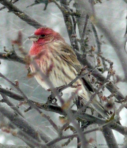 Windy and snowy