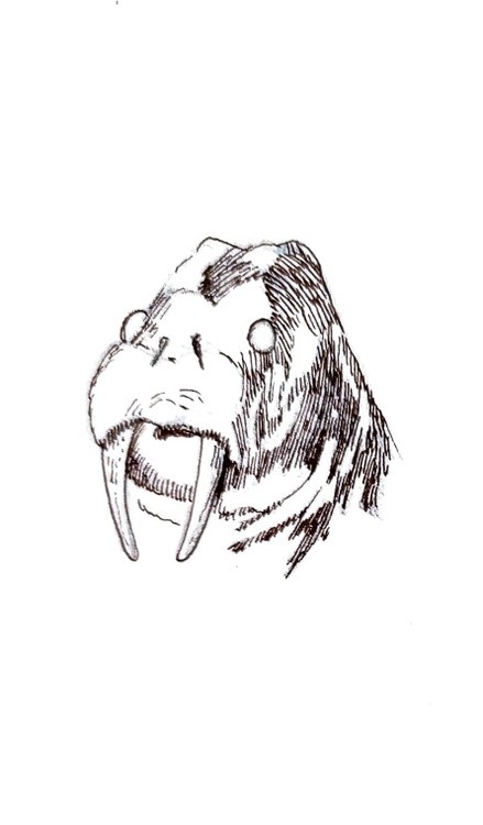 Walrus