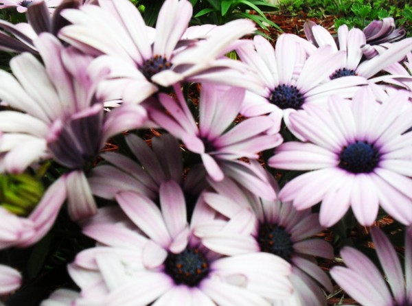 More flowers