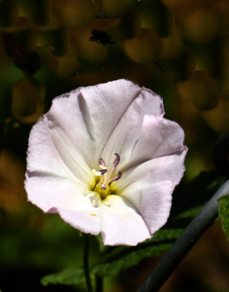 White flower