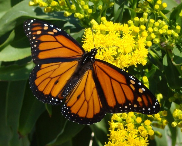 Monarch Butterfly 5678